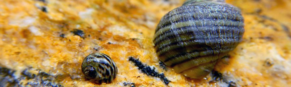 Two ecotypes of Littorina snails on a Galicien shore.