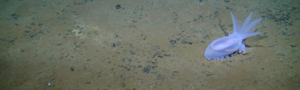 A sea cucumber crawls over a deep sea sediment at 4000 m depth.