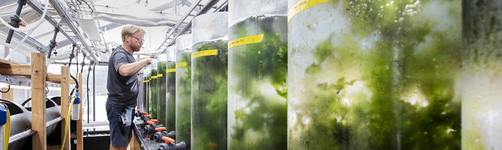 Gunnar Cervin researches algae at the Tjärnö marine laboratory, which is part of the marine infrastructure.