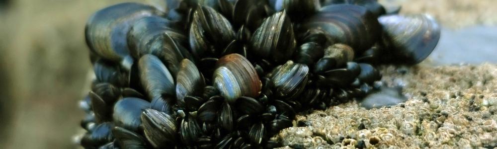 A clump of Blue Mussels