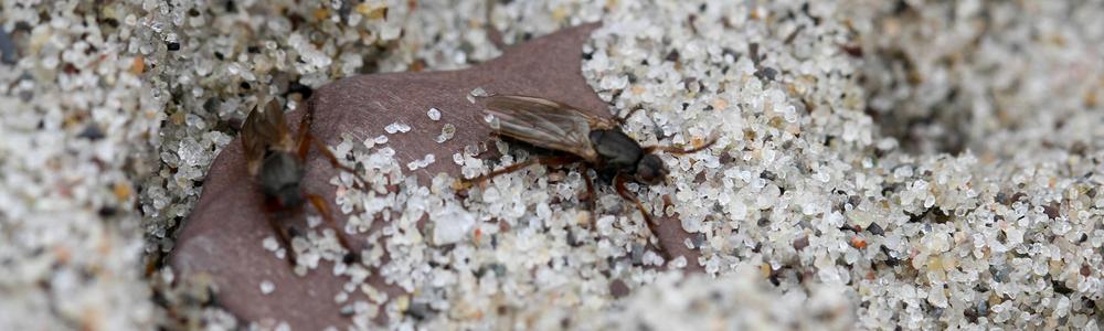 Två tångflugor Coelopa på en sandstrand