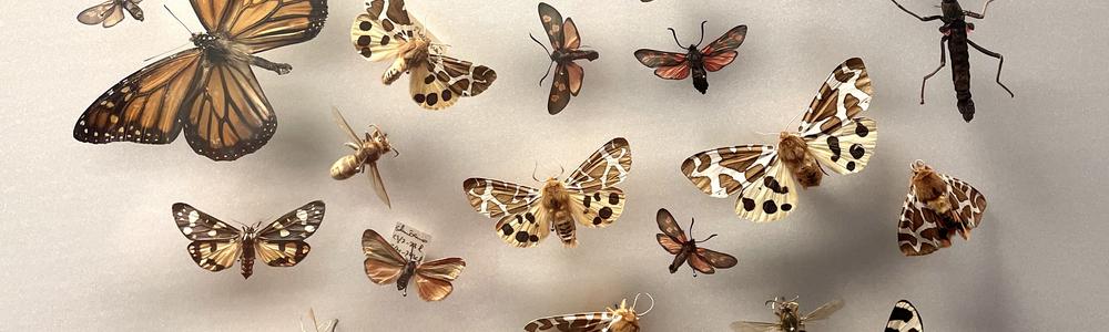 bild på fjärilar 