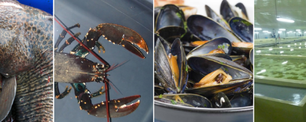 Seafood such as fish, lobster and blue mussels.