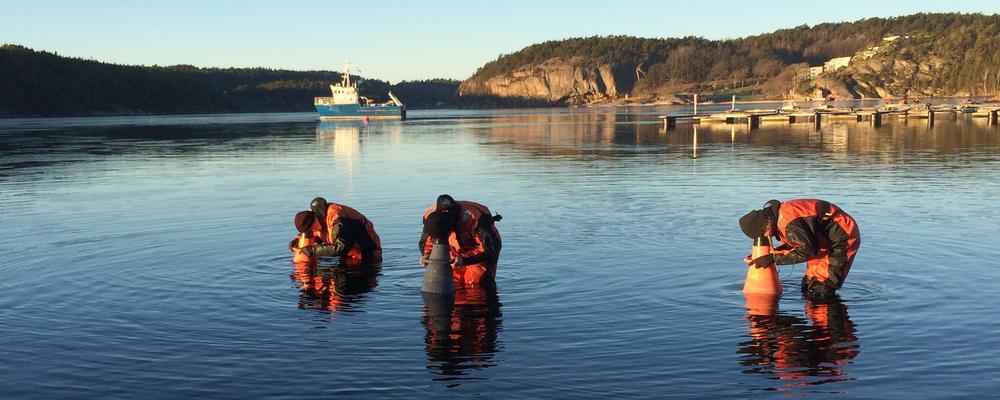 Tre universitetsstuderande som går i vattnet med torrdräkter och vattenkikare