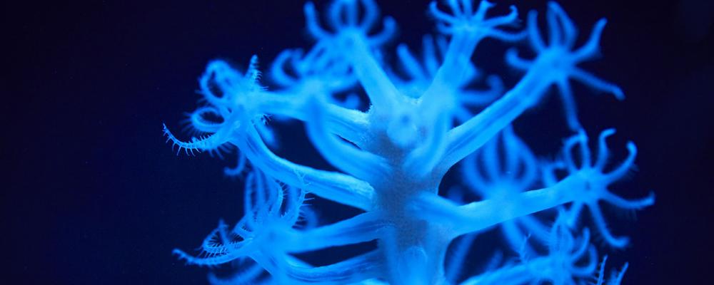 En vattenväxt med grenar i blått fluorescerande ljus