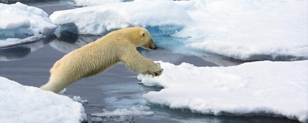 A polar bear jumps between two ice floes