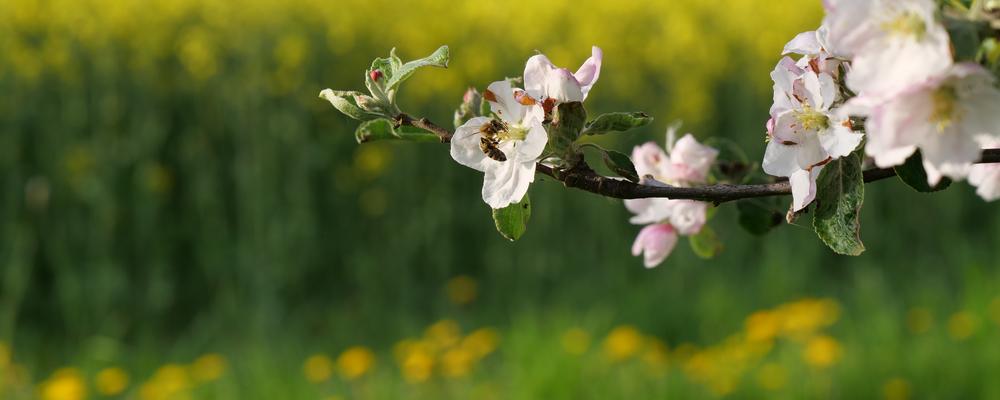 Ett bi letar nektar och sköter pollinering av äppleträd.