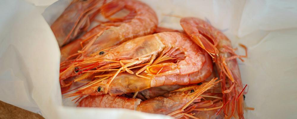 Shrimps up close
