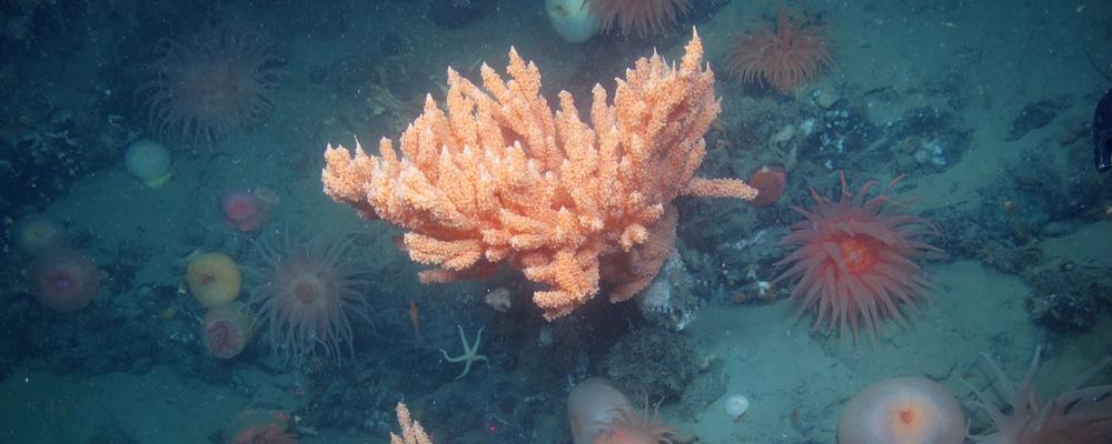 En djuphavsbotten med koraller och anemoner.