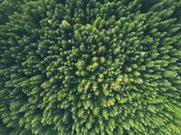 a forest seen from above