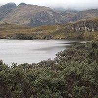 Polylepis forest in Cajas National Park