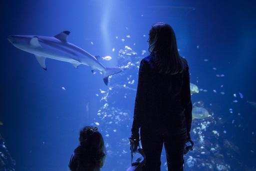 Géraldine Fauville står och tittar på ett akvarium på Universeum med ett litet barn bredvid sig.