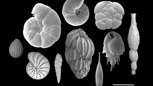 Black and white image of enlarged foraminifera