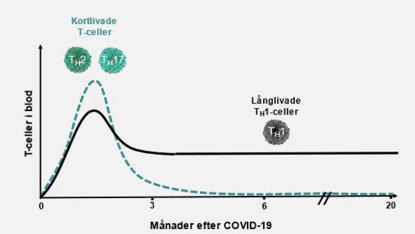 Ett diagram som visar att sars-cov-2-specifika Th1-celler finns kvar i åtminstone 20 månader efter covid-19.