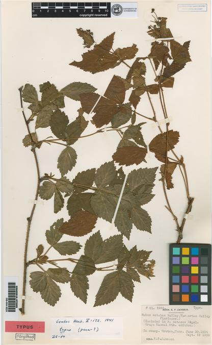 Type specimen from Herbarium GB