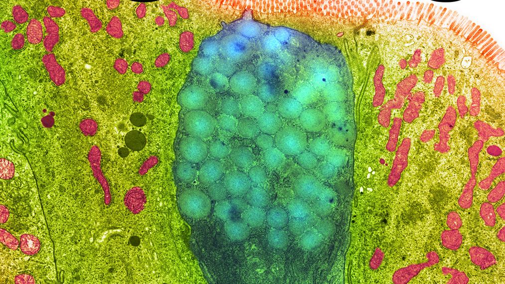 Clomiphene Billigste