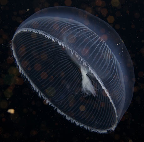Lampskärmsmedusa som simmar i vattnet, sedd snett underifrån