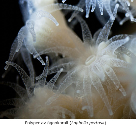 Polyper av ögonkorall (Lophelia pertusa)
