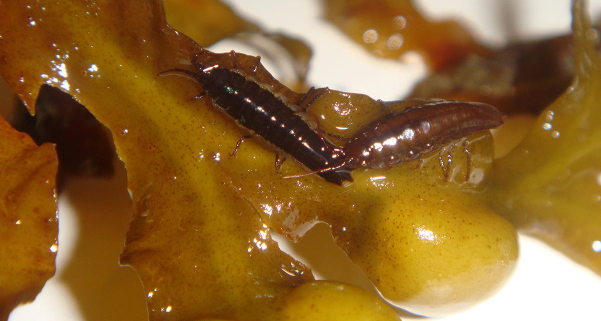 Marina arten tånggråsugga