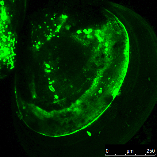 Mussellarv färgad med “calcein”, ett fluorescerande ämne som binder till kalcium och visualiserar nybildat skal.