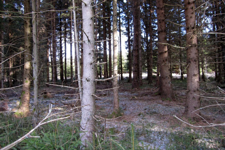 Spruce forest on drained peat soil and drainage ditch.