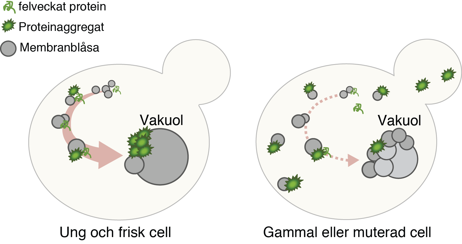 Översikt över hur proteinaggregat kan transporteras tillsammans med membranblåsor i cellen