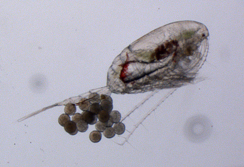 Kräftdjuret Pseudocalanus acuspes