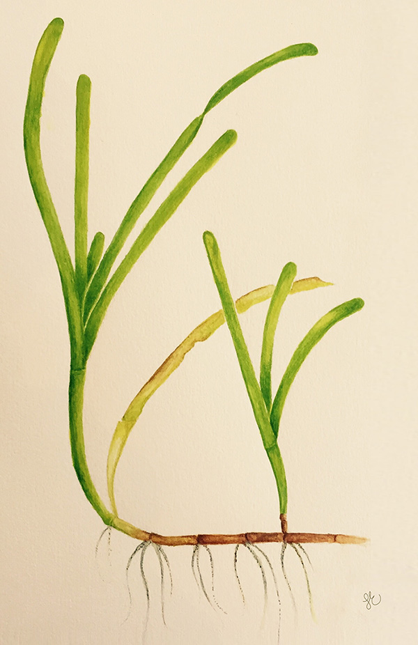 Illustration av ålgräs med rötter.