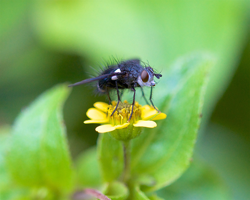 Insect on flower