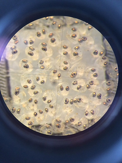  Nästan färdiga stubbsyngel.