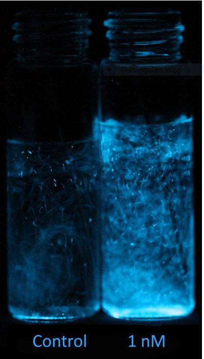 Glowing dinoflagellates with and without copepodamides. 