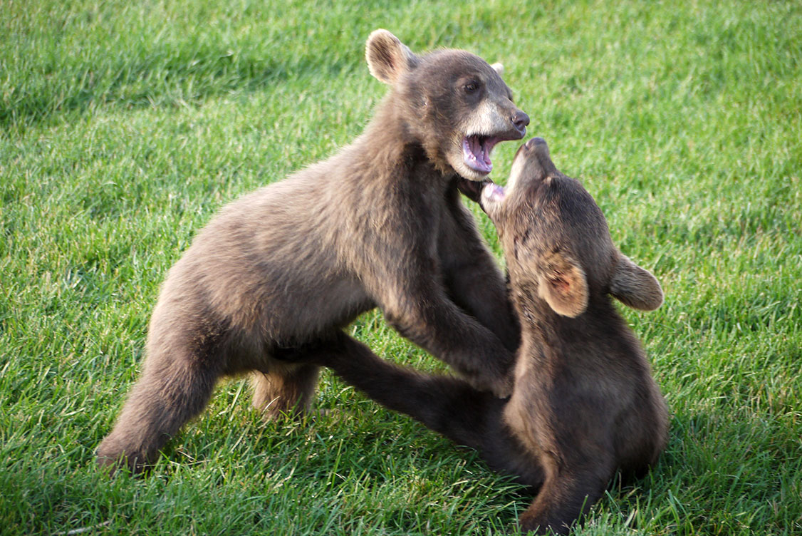 Animals playing and fighting