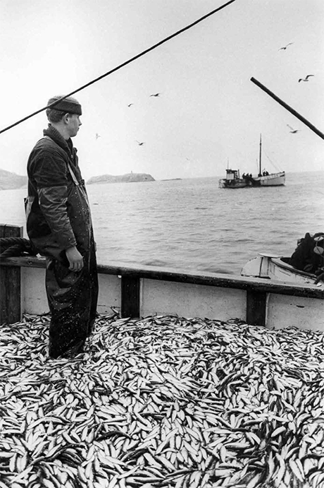 Bild på sillfiskare i fiskebåt