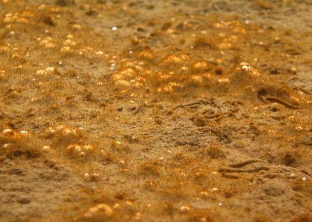 Bubblor av syre på sedimentyta.