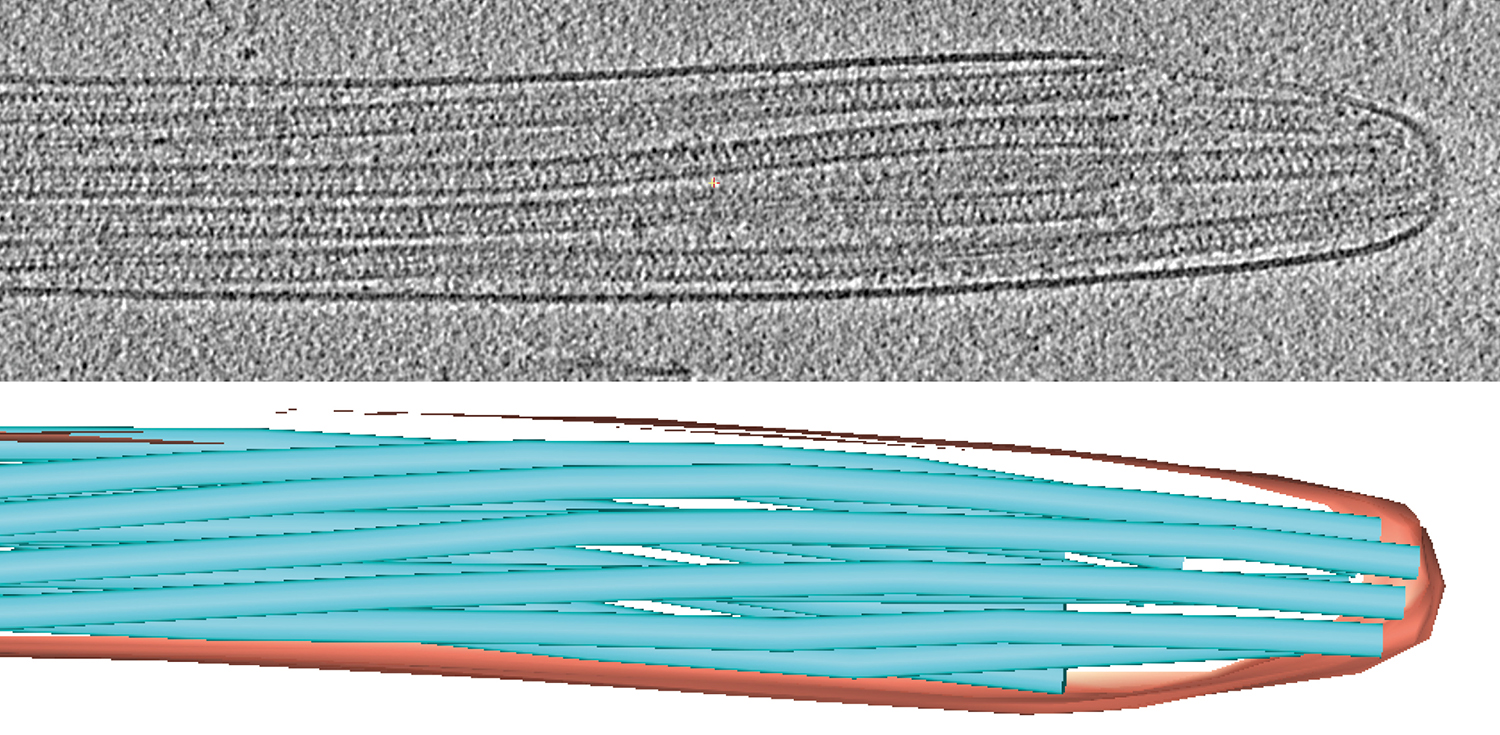 två bilder på spetsen på en spermiesvans tagen med kryoelektronmikroskopi