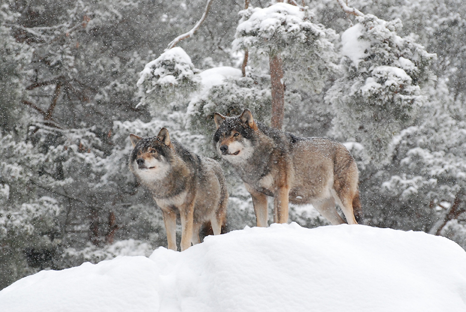 Två vargar i snölandskap