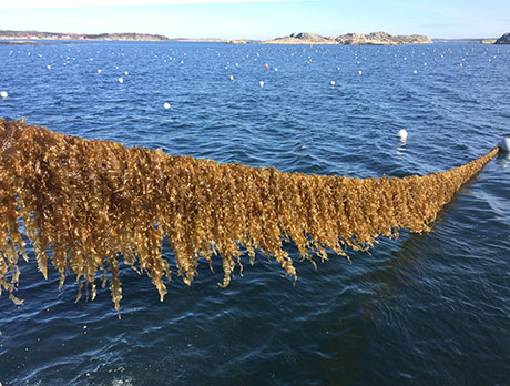 Harvest of the brown macre algae sugar kelp (Saccharina latissima) in Kosterhavet Marine National Park. Photo: Wouter Visch.