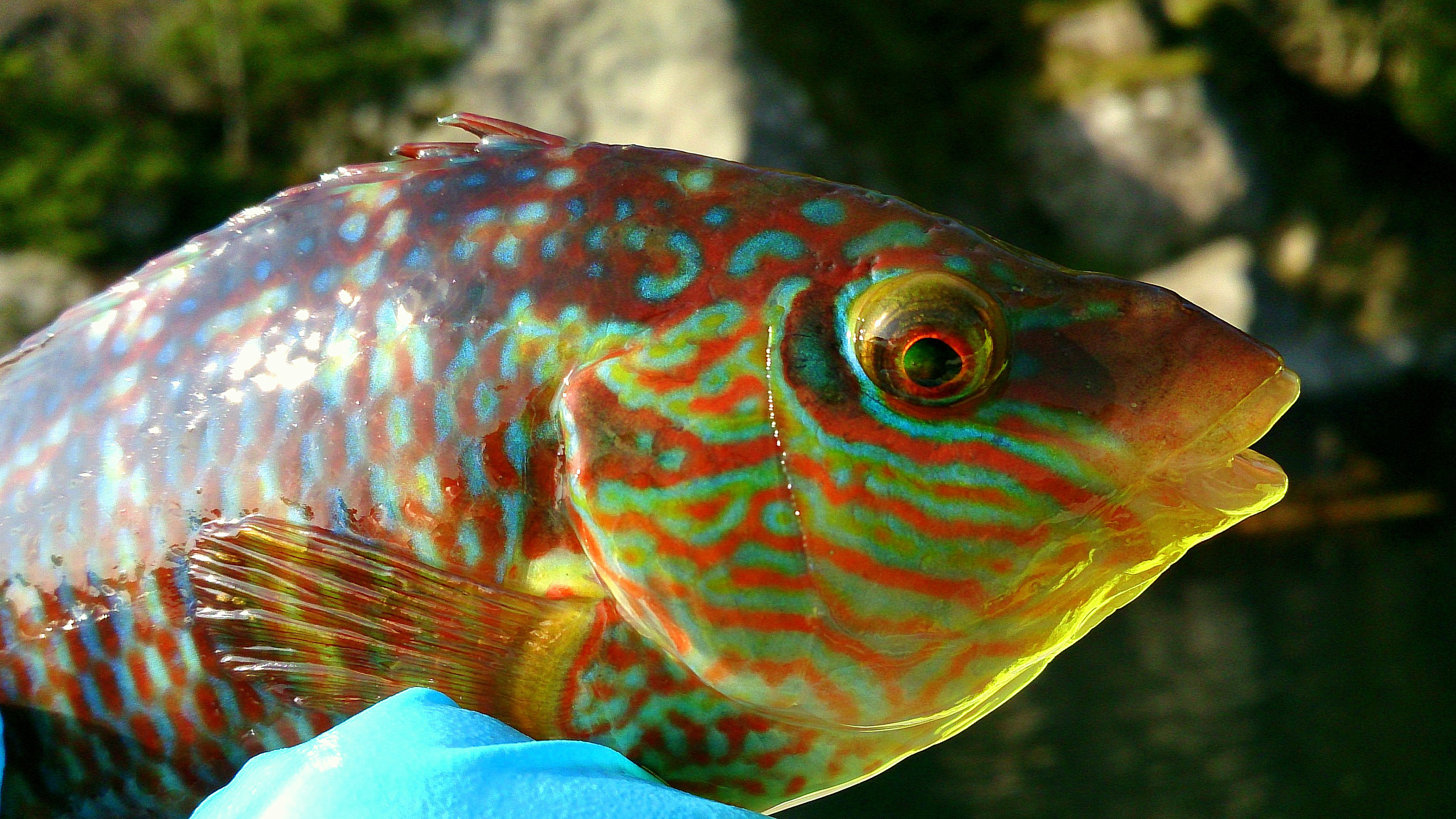 närbild på fisken skärsnultra