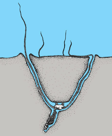 The brittle star Amphiura filiformis is living half way down in the sediment. Illustration: Tomas Cedhagen.