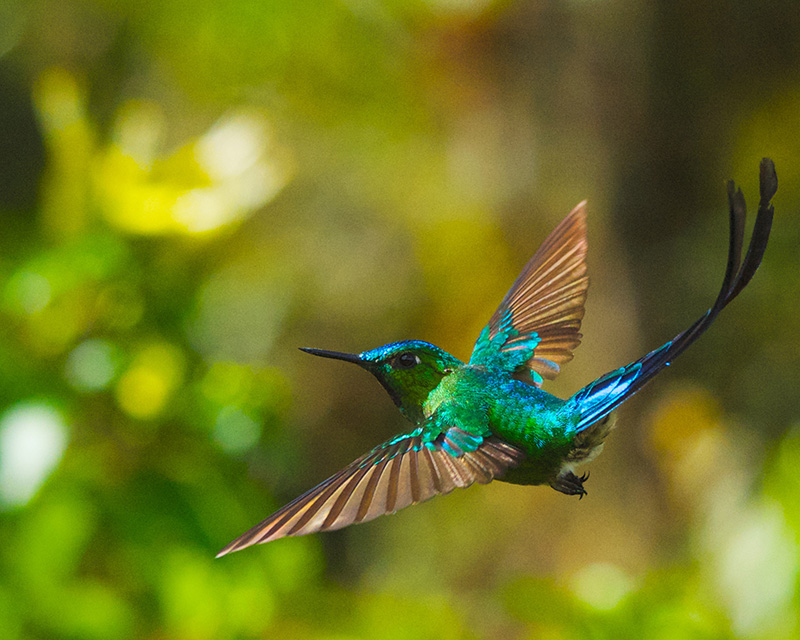  flygande färggrann fågel