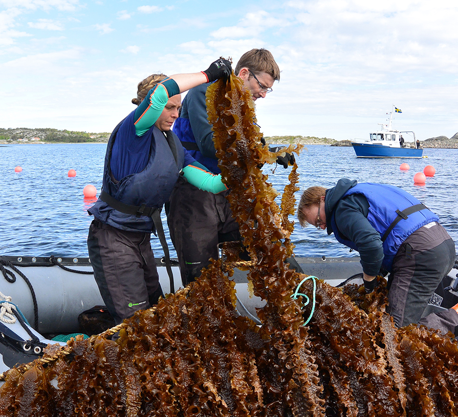 tre person drar i stor hög med alger på en gummibåt