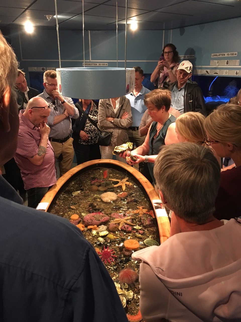 Människor står runt ett akvarium och tittar på sjöstjärnor. 