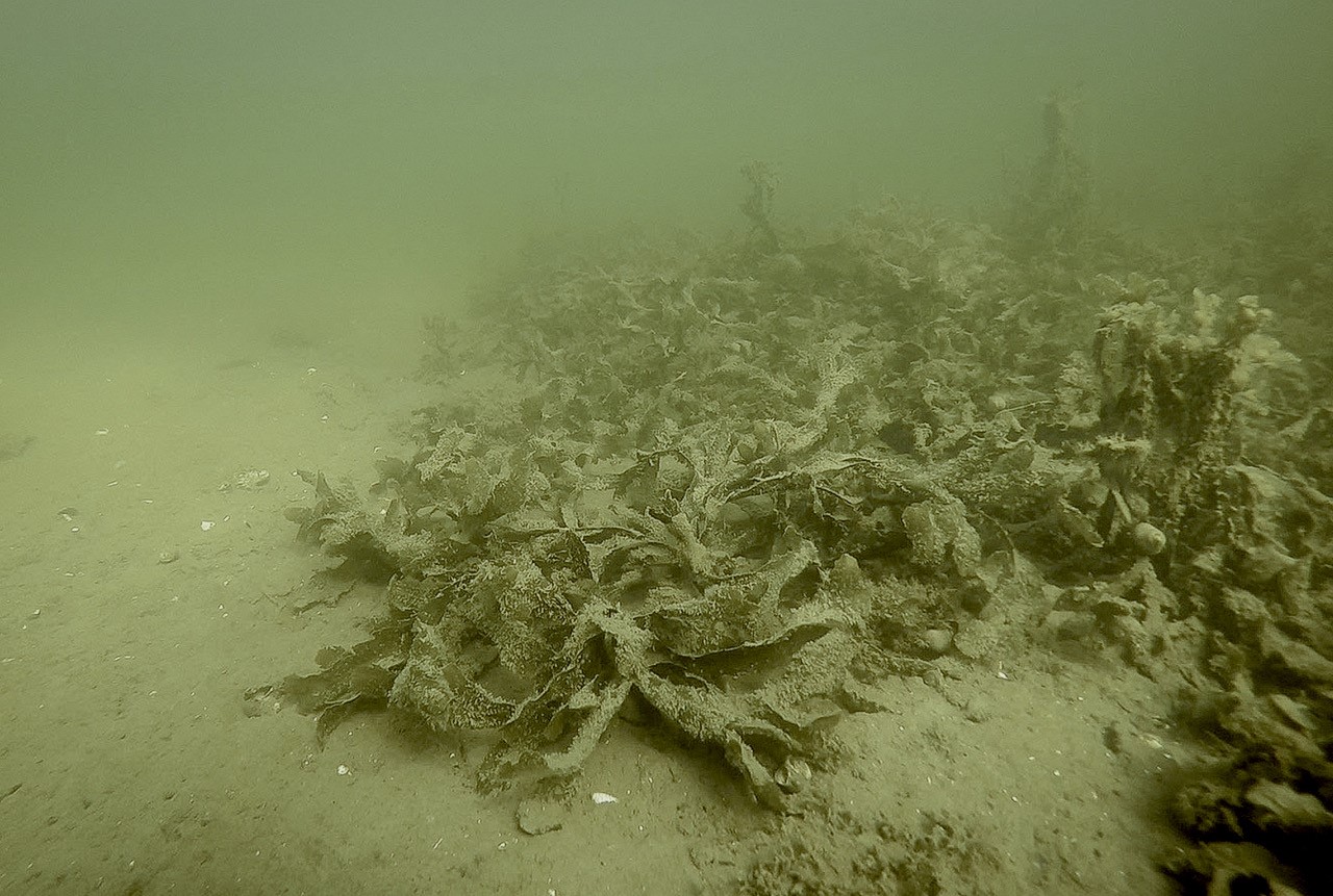 grumlig undervattenbild på alger i sand
