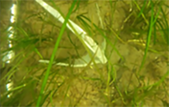 underwater photo of eelgrass and two anchors