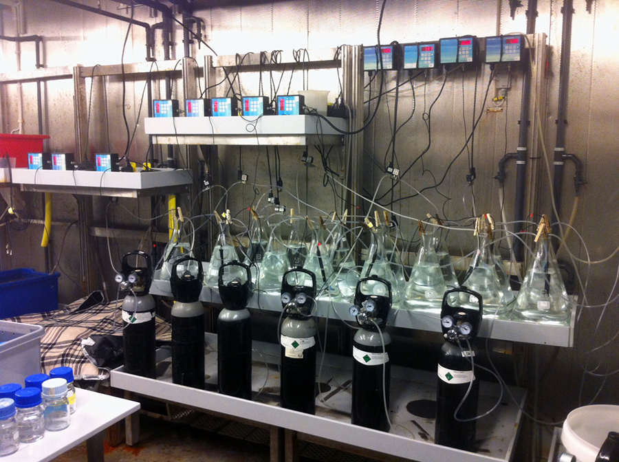 Marine lab with bottles with samples and tubes with oxgen