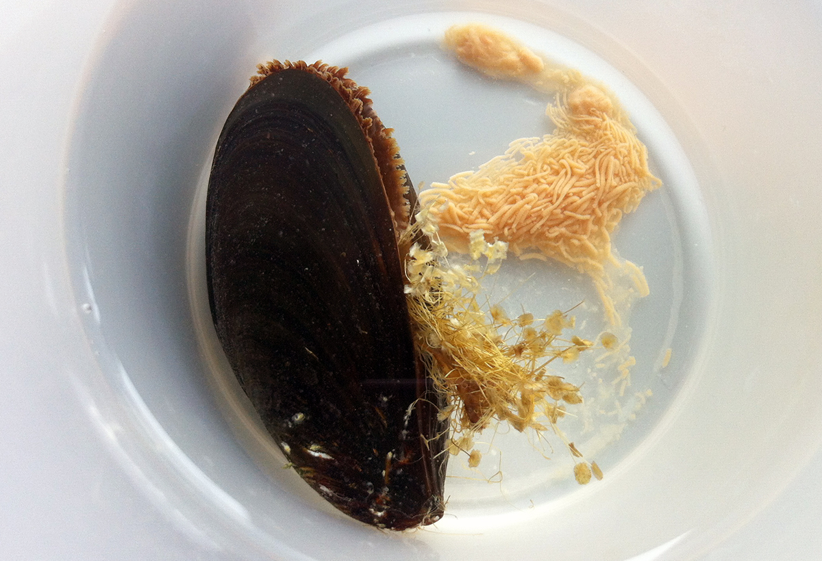 Female mussel in a glass spawning