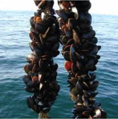 musslor som växter på två rep 