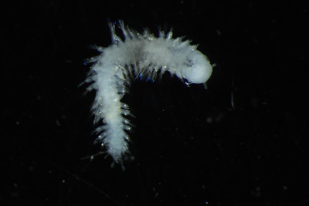 mikroskopbild på ett ryggradslöst djur som liknar en vit luden larv 