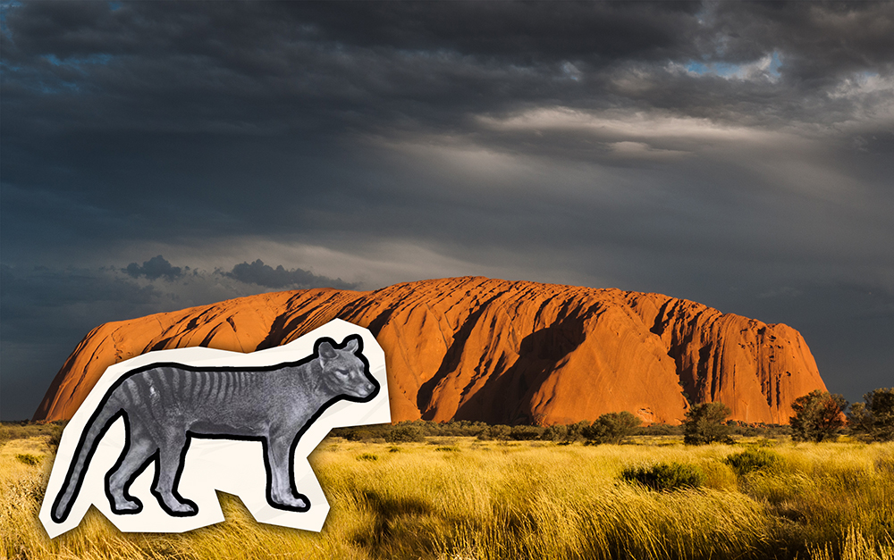 Klippan Uluru med ett svartvit kollagebild på ett hundliknande kattdjur