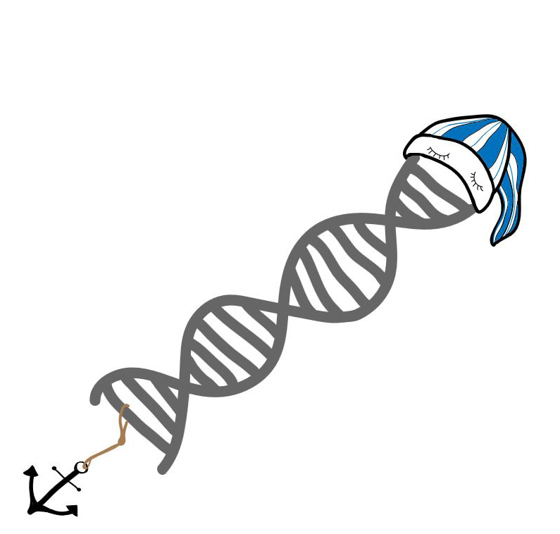 DNA spiral with a night cap and a hanging anchor
